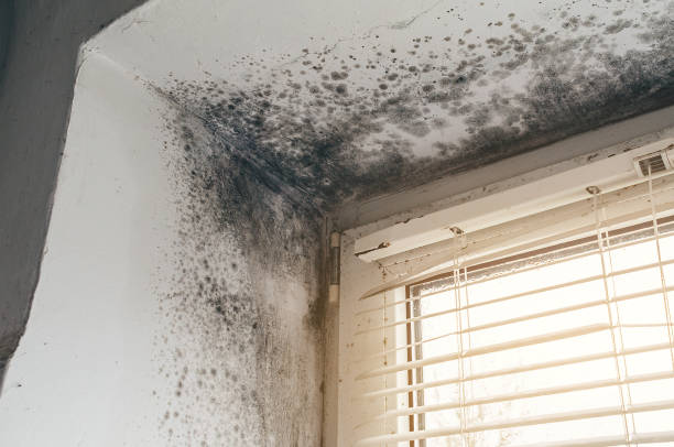 Affordable Mold Remediation solutions in Rineyville, KY